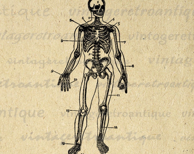 Skeleton Diagram Graphic Printable Image Anatomy Man Digital Download Vintage Clip Art Jpg Png Eps 18x18 HQ 300dpi No.120