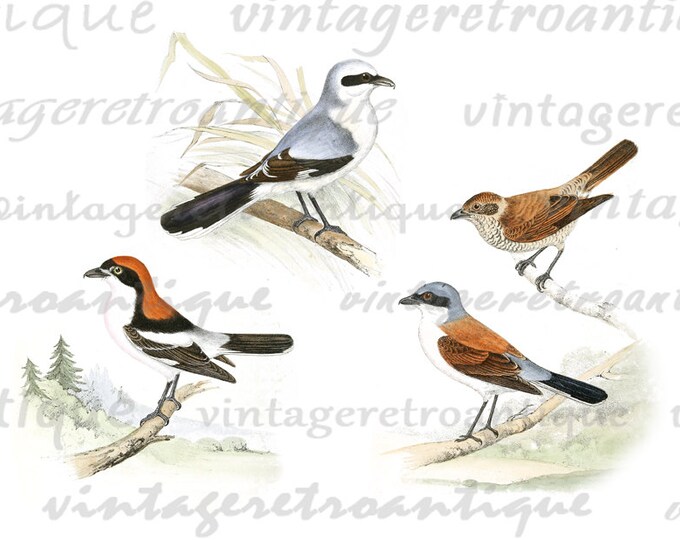 Printable Digital Birds Collage Sheet Graphic Color Image Download Vintage Clip Art for Transfers etc HQ 300dpi No.509