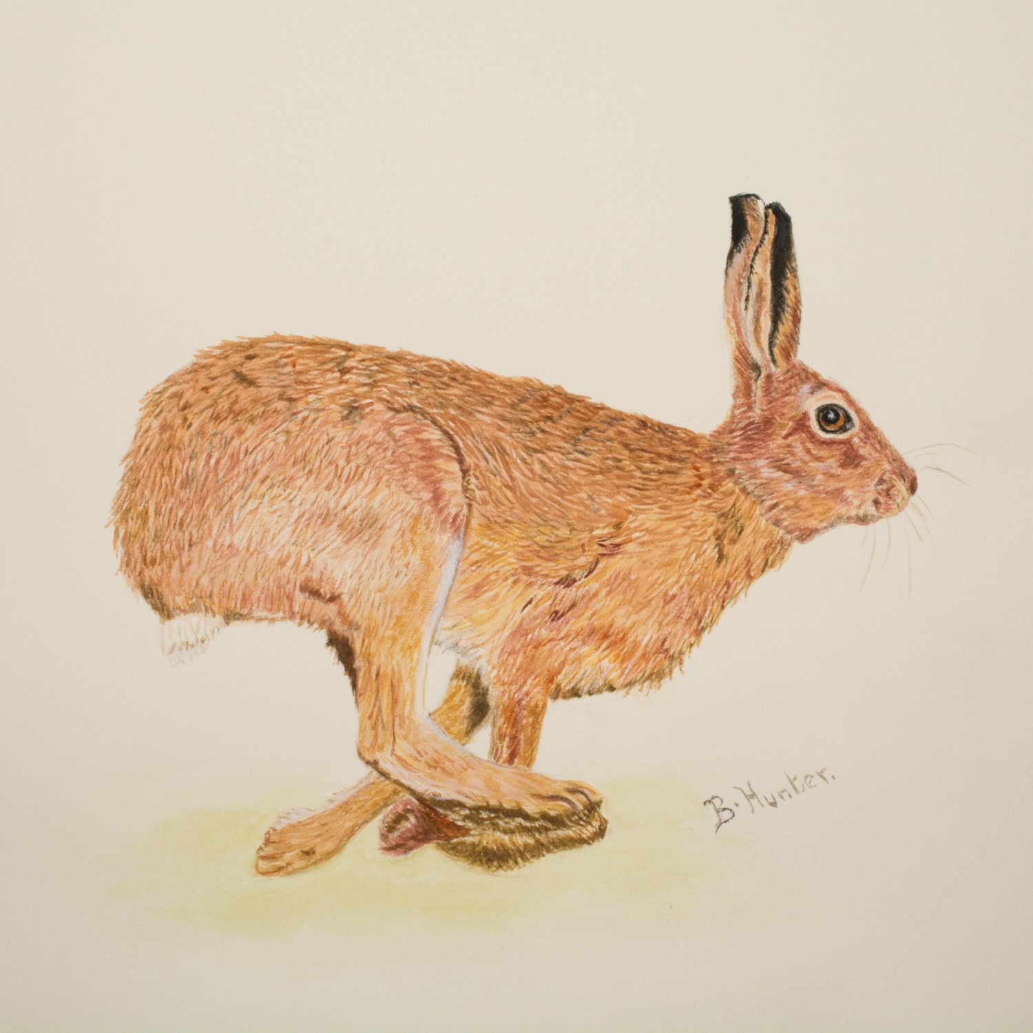 Giclee Print Of A Leaping Hare Brown Hare Country Art