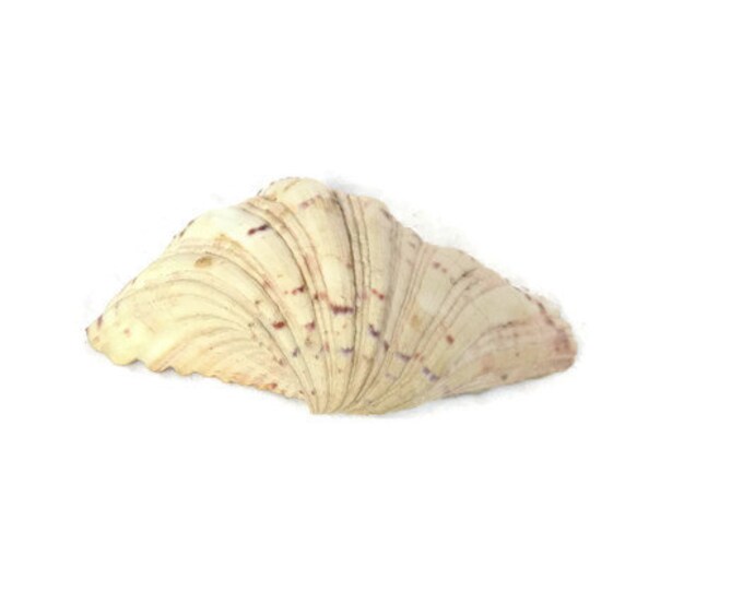 ClamShell Seashell Beach Decor Nautical Decor Natural Small Giant Clam Shell, Maxima Clam Shell, Wedding Vintage Home decor, Vintage Home De