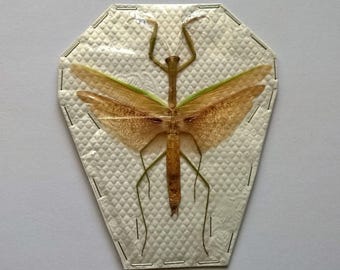 Real Tenodera Aridifolia - Mantodae - Taxidermy - Unmounted - Ready To Rehydrate - Artwork