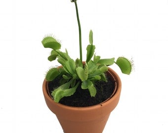 Hirt's Large Venus Fly Trap Plant - CARNIVOROUS - Dionaea - 3" Clay Pot for Better Growth