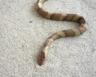 Copperhead snake | Etsy