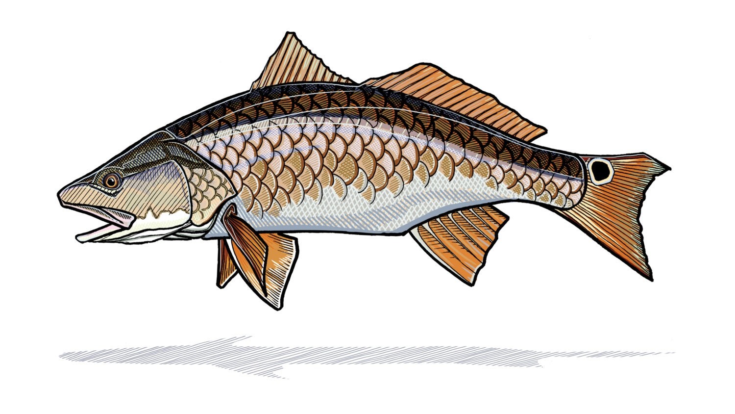 Redfish Print
