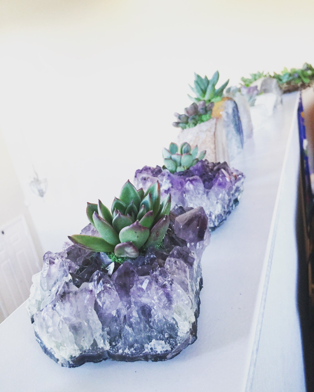 Succulents in Crystal Planters by InfiniteSucculent on Etsy