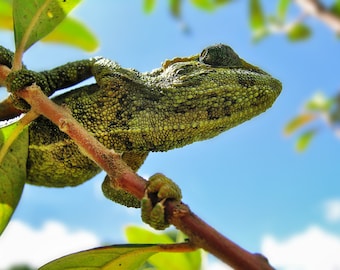 Side-striped Chameleon