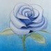 bleurose941