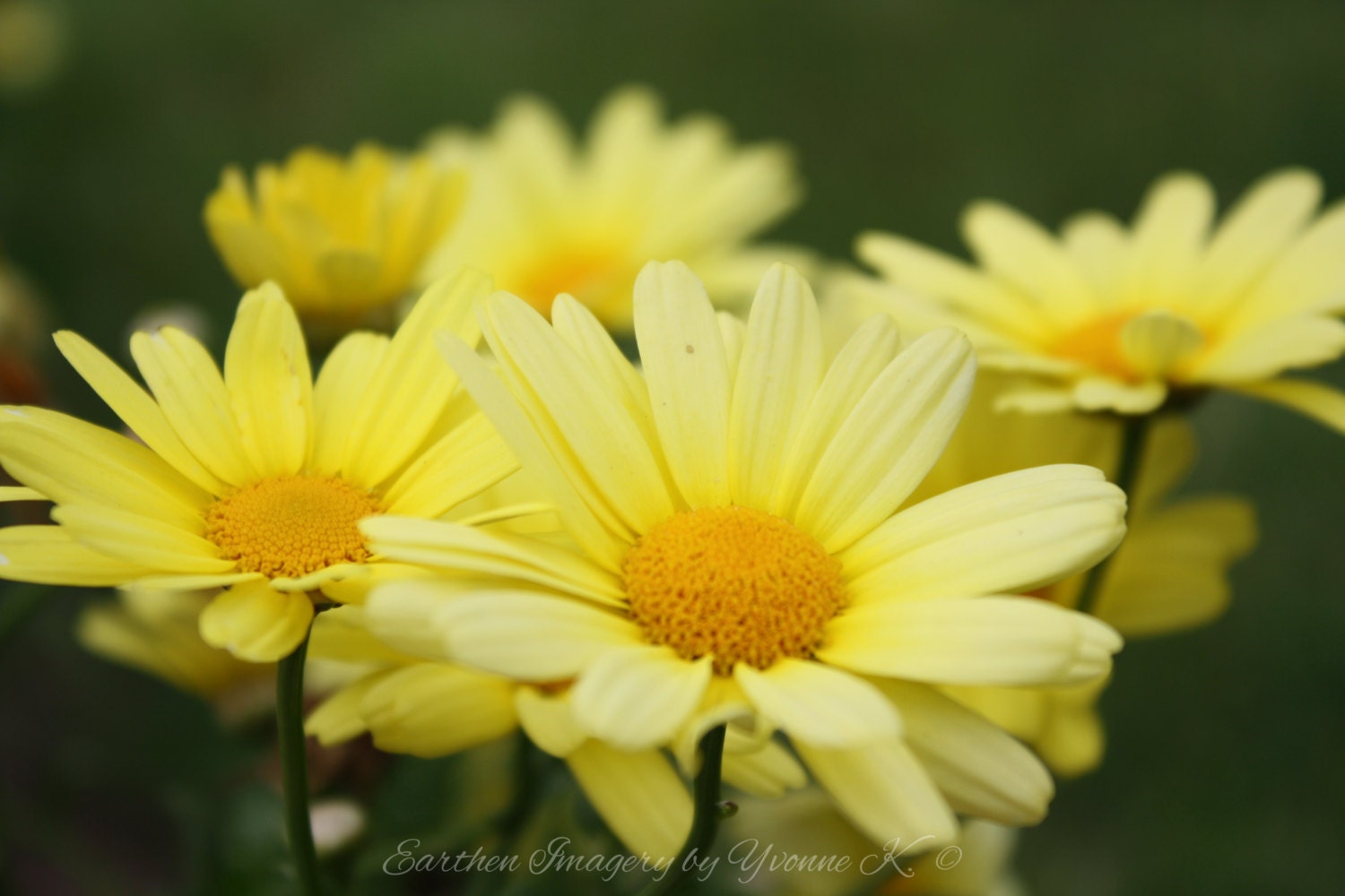 Butter Cream Daisy Yellow Daisies Yellow Flowers Wild   Il Fullxfull.1151486895 7yf3 