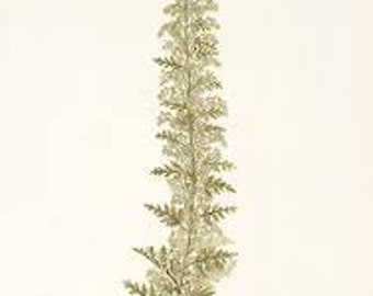 African Wormwood Essential Oil - Artemisia afra - 100% Pure
