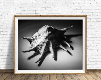 sea shell wall art, black and white photography, instant download printable art, nautical wall art, printable, modern - "Shell Number 2"