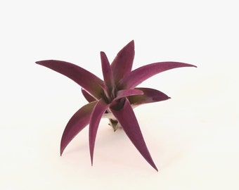 Purple Plagiotropica Air Plant / Tillandsia Purple Decor / Home Decor / Office Decor