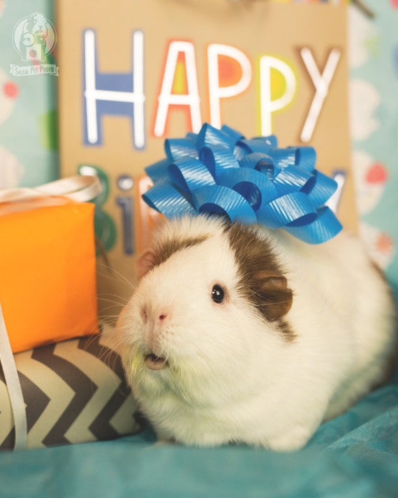 Happy Birthday Guinea Pig Greeting Card