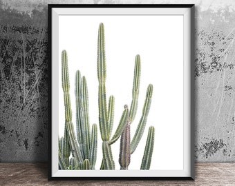 Desert Cactus Art, Succulent Print, Botanical Print, Cactus Art, Cactus Print, Wall Art, Prints, Texas, Cactus, Cactus Photograph, Australia