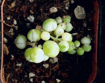 Variegated String of Pearls- Very rare Succulent - Only 3 Available - shown in 2 inch pot