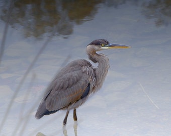 heron soft toy