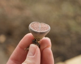 Lithops hookeri succulent plant- Living Stones