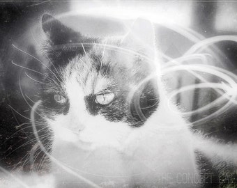 Chat de photographie d’art, chat de Calicot, d’impression photo original, cadeau d’amant de chat, rétro vintage Sci-Fi, noir et blanc, photo impression