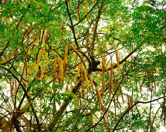 Moringa – Moringa seed oleifera-seed 100/500/1000 / 1 KG
