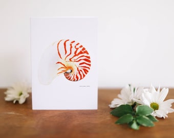 Nautilus Shell Greeting Card and Note Card