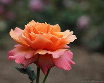 Orange Rose