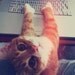 littlewing
