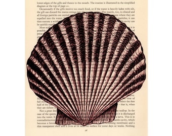 Scallop Seashell Art Print Nature Ocean Sea Nautical Reproduction Art Home Decor Wall Art Hanging Graphic Arts llustration