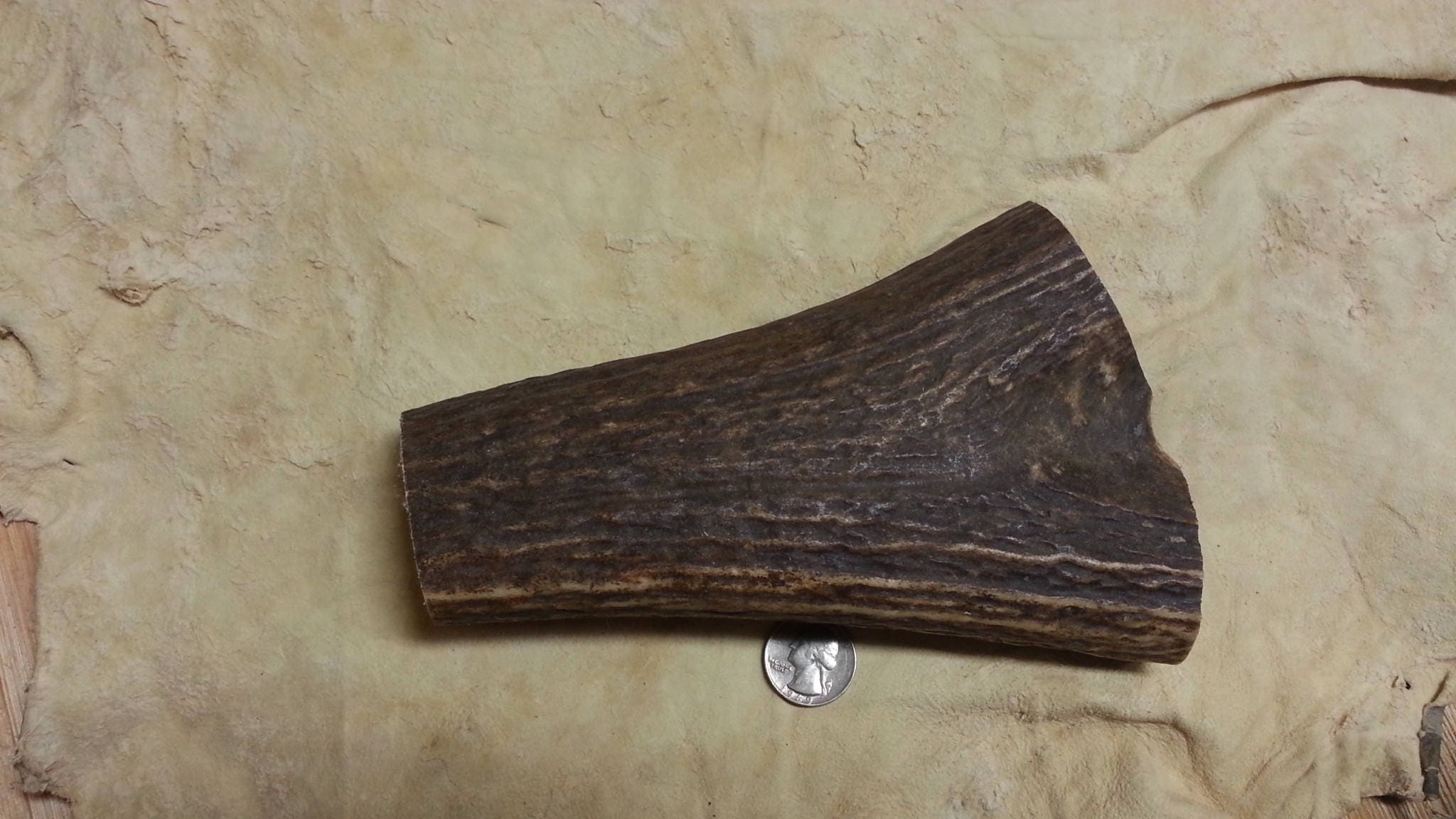 Elk Antler Piece for Knife Handle or Gun Grips Large Lot No. 170424B