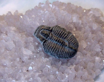 Fossil Elrathia Kingi Trilobite Cabochon from Utah, Lapidary Supply, Jewelry making 24 mm 13T118 E