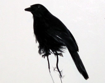 6 pc 4 inch halloween feather crows for costumes hats parties decorations - Halloween Crow Decorations 6 pc 4 inch halloween feather crows for costumes hats parties decorations - Halloween Crow Decorations