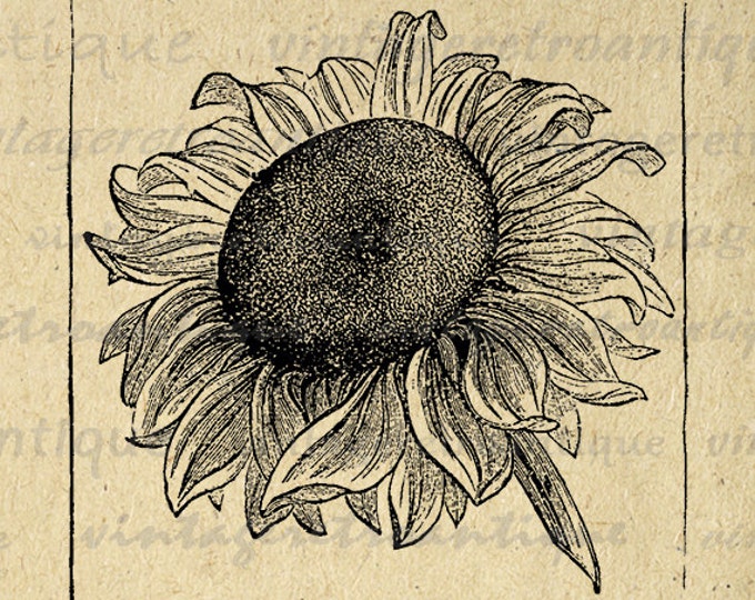 Printable Flower Sunflower Graphic Printable Digital Image Flower Antique Instant Download Vintage Clip Art Jpg Png Eps HQ 300dpi No.115