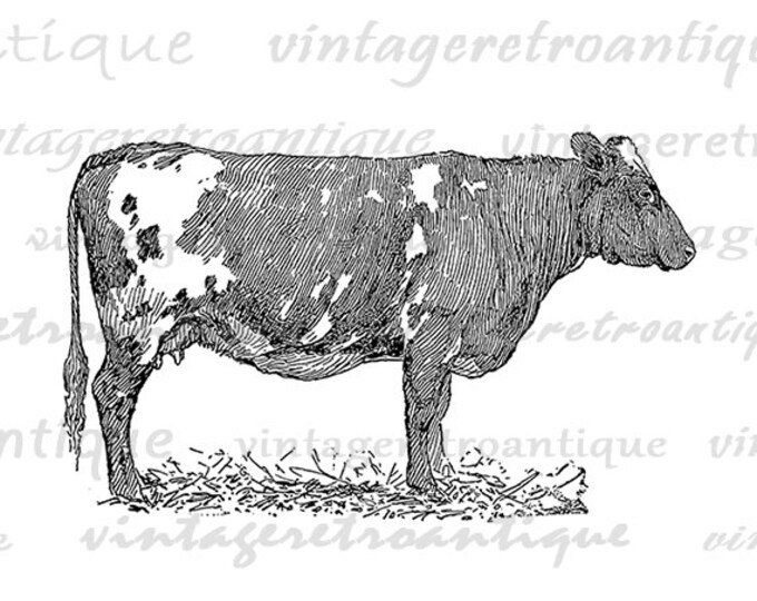 Printable Cow Digital Image Antique Cow Graphic Farm Animal Art Download Illustration Digital Vintage Clip Art Jpg Png Eps HQ 300dpi No.3452