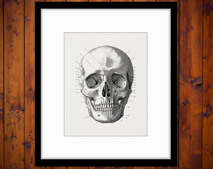 Skull Diagram Image Digital Download Printable Skull Illustration Graphic Vintage Clip Art Jpg Png Eps HQ 300dpi No.2260