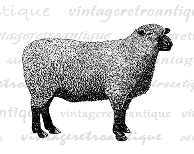 Digital Image Southdown Sheep Graphic Download Printable Jpg Png Eps HQ 300dpi No.718