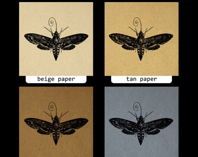 Hawk Moth Printable Image Graphic Insect Illustration Digital Download Vintage Clip Art Jpg Png Eps HQ 300dpi No.3432