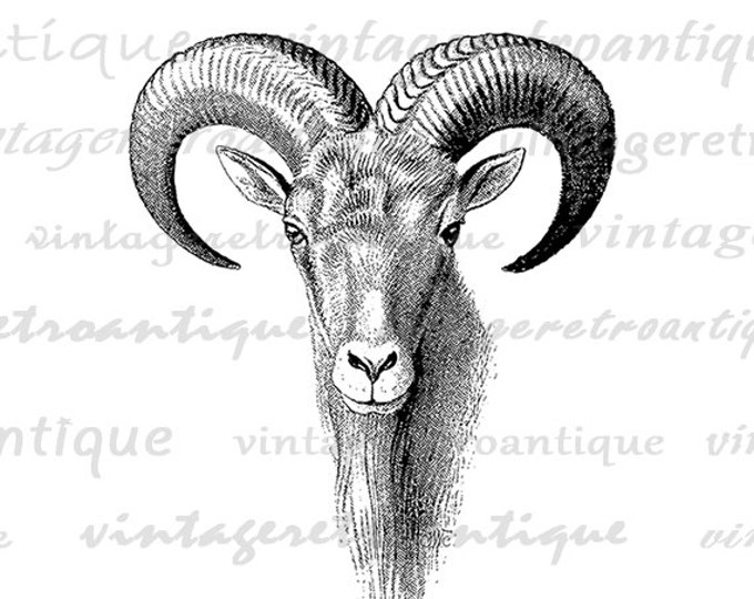 Goat Ram Graphic Printable Download Animal Image Digital Jpg Png Eps HQ 300dpi No.496