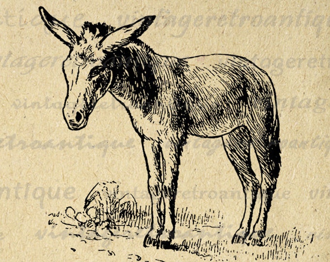 Printable Little Donkey Graphic Digital Horse Download Image Antique Clip Art Jpg Png Eps HQ 300dpi No.605