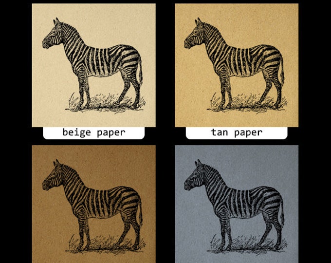 Digital Zebra Image Printable Illustration Download Graphic Vintage Clip Art Jpg Png Eps HQ 300dpi No.3448