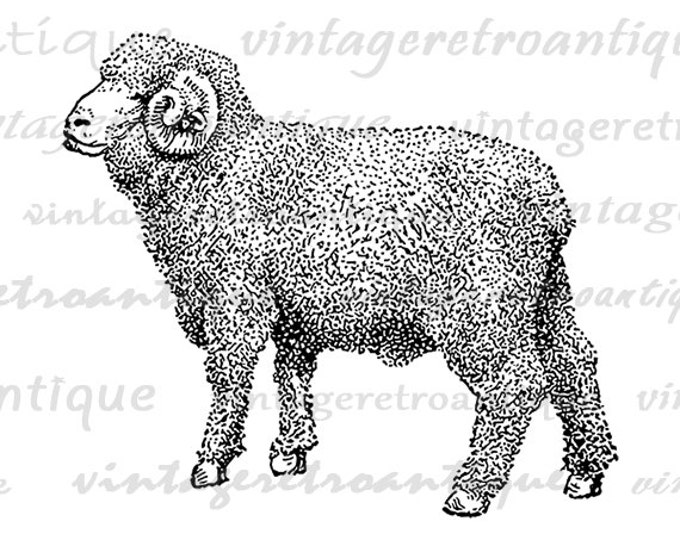 Little Merino Ram Sheep Image Printable Download Cute Animal Graphic Digital Antique Clip Art Jpg Png Eps HQ 300dpi No.3538