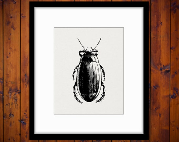 Printable Image Beetle Graphic Beetle Illustration Digital Insect Download Antique Clip Art Jpg Png Eps HQ 300dpi No.3246