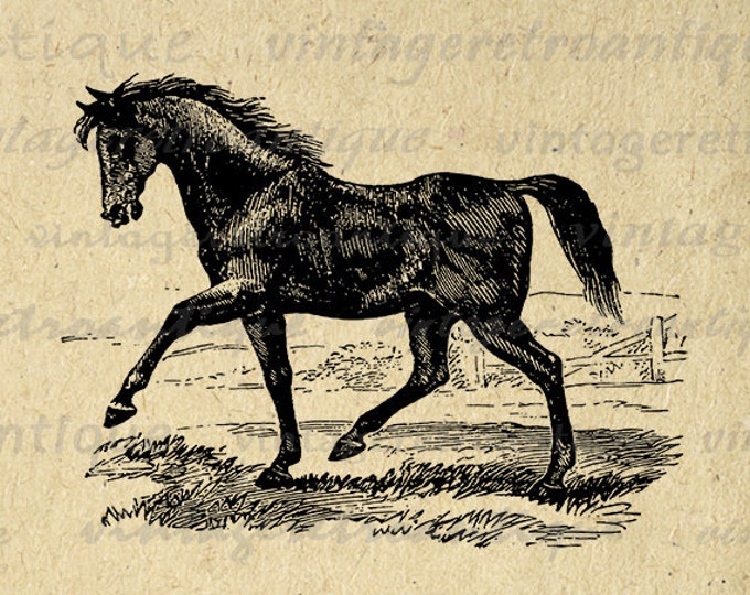 Antique Horse Image Printable Download Digital Graphic Illustration Vintage Clip Art Jpg Png Eps HQ 300dpi No.2314