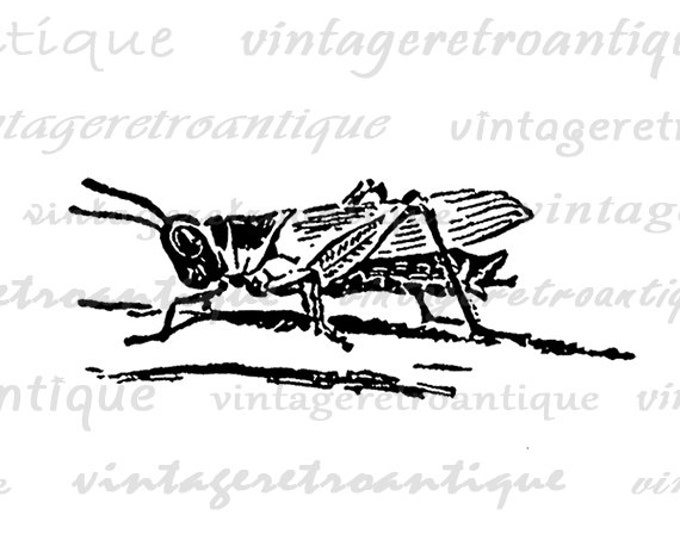 Digital Image Grasshopper Download Insect Bug Graphic Printable Antique Clip Art Jpg Png Eps HQ 300dpi No.154