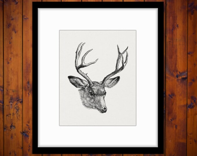 Digital Deer Printable Download Antlers Illustration Graphic Image Antique Clip Art Jpg Png Eps HQ 300dpi No.3126