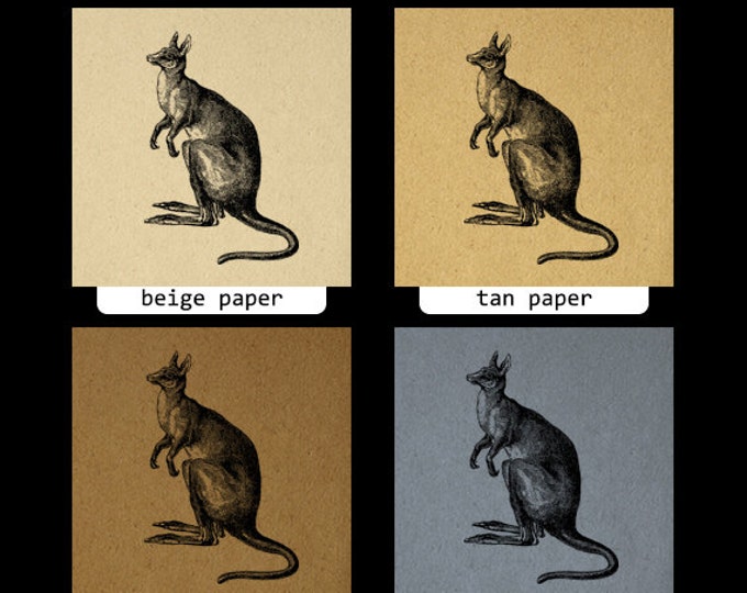 Kangaroo Printable Digital Image Australia Animal Download Graphic Antique Clip Art Jpg Png Eps HQ 300dpi No.315