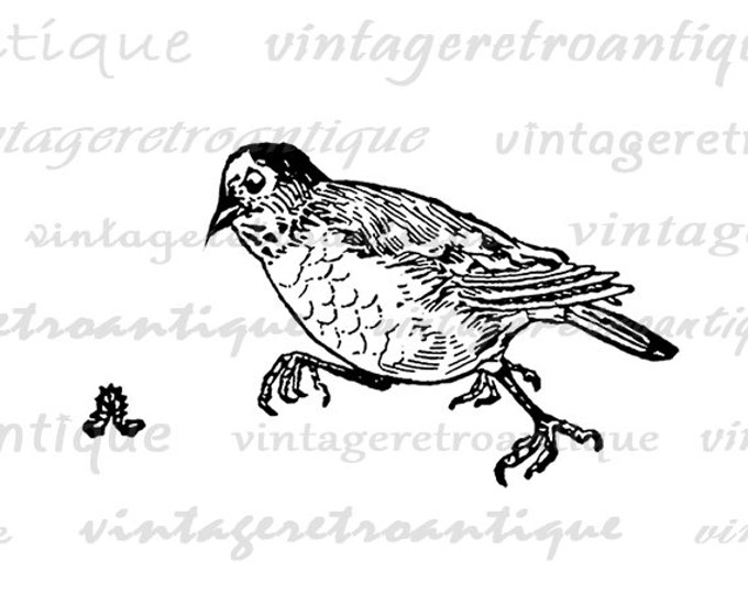 Digital Graphic Bird Chasing Worm Download Illustration Printable Image Antique Clip Art Jpg Png Eps HQ 300dpi No.3042