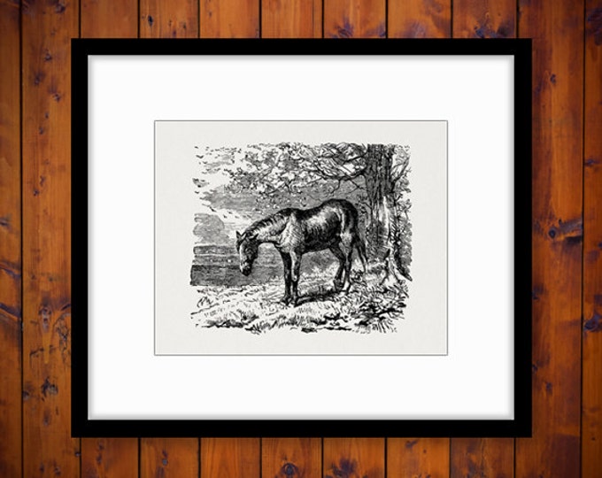 Antique Horse Digital Image Download Printable Graphic Vintage Clip Art Jpg Png Eps HQ No.2306