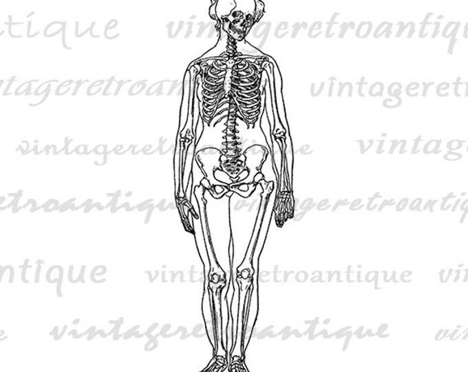 Digital Printable Female Skeleton Image Graphic Download Illustration Vintage Clip Art Jpg Png Eps HQ 300dpi No.2262