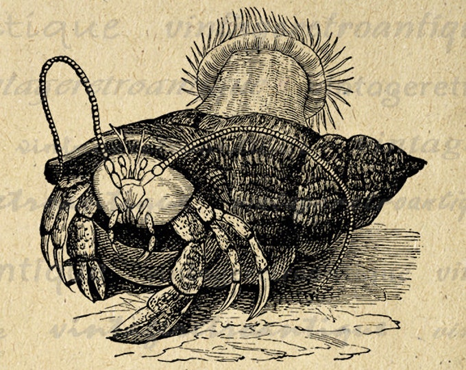 Hermit Crab Printable Digital Image Ocean Graphic Sea Download Antique Clip Art Jpg Png Eps HQ 300dpi No.090