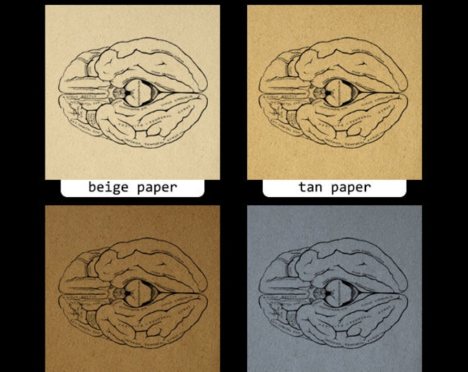 Printable Brain Diagram Digital Image Download Graphic Illustration Vintage Clip Art Jpg Png Eps HQ 300dpi No.2259