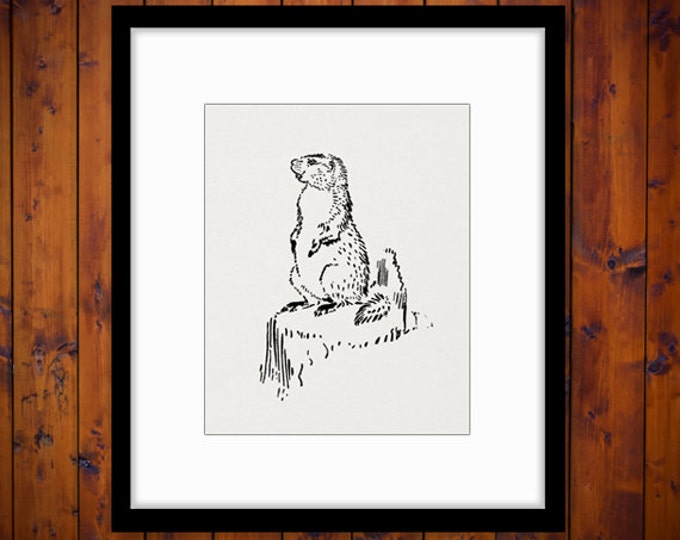 Printable Graphic Groundhog Gopher Download Cute Image Animal Digital Antique Clip Art for Transfers etc HQ 300dpi No.065