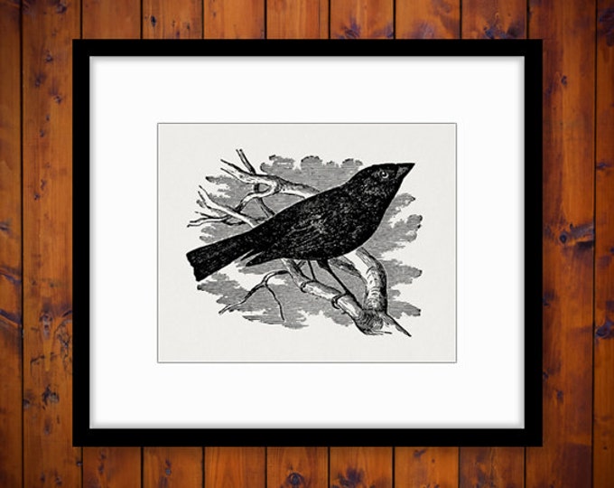 Printable Graphic Blackbird Digital Black Bird Illustration Download Image Vintage Clip Art Jpg Png Eps HQ 300dpi No.3890